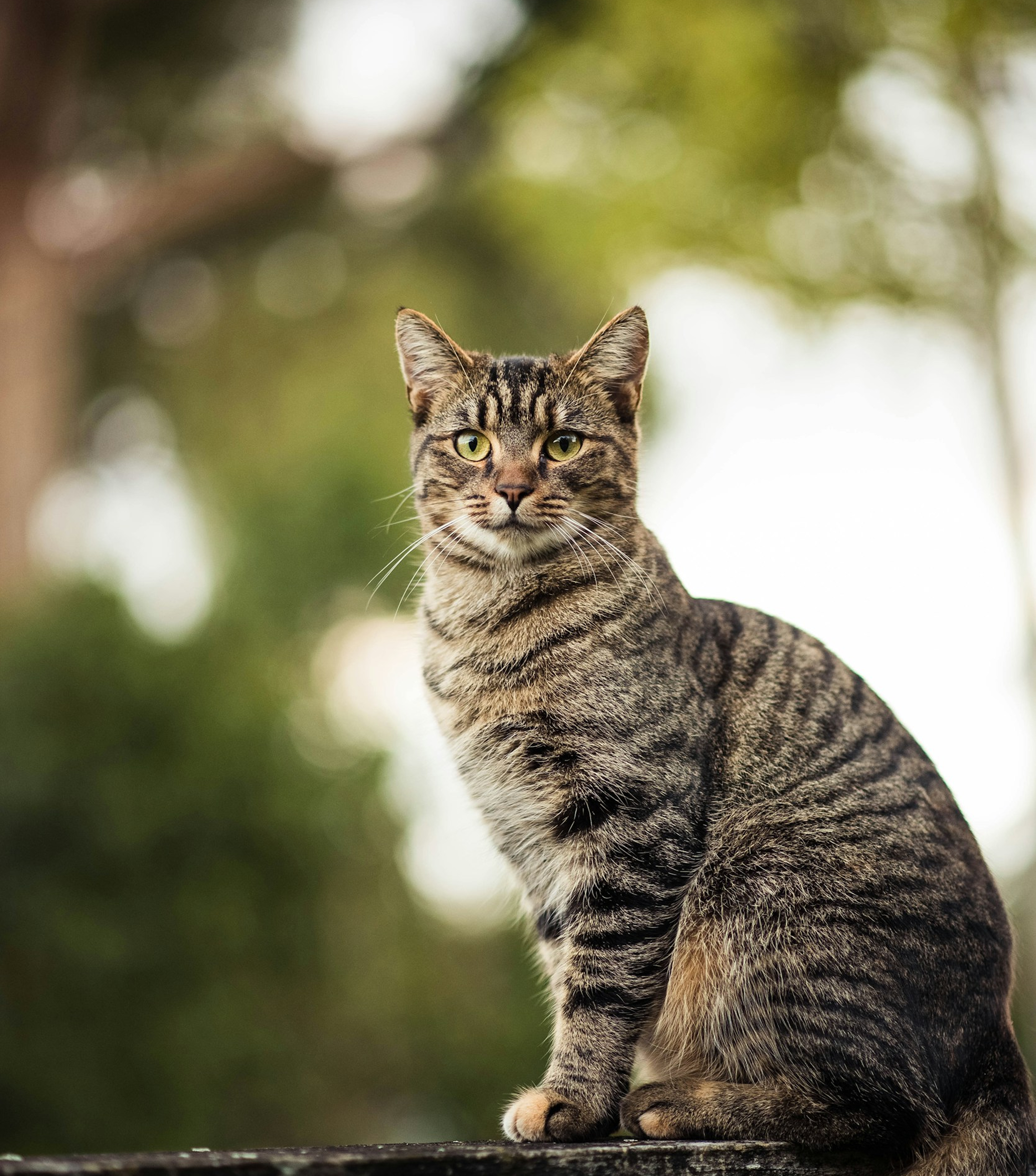 Cats